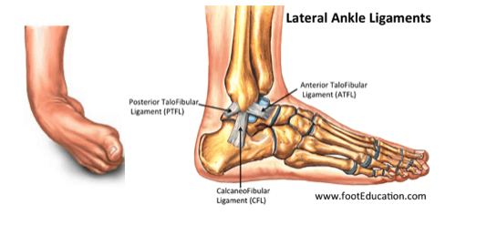 ankle