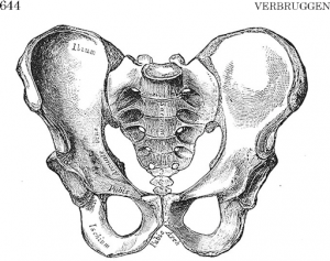 pelvic girdle