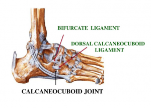 Bifurcate Ligament